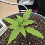 Lemon Cherry Cookies Auto