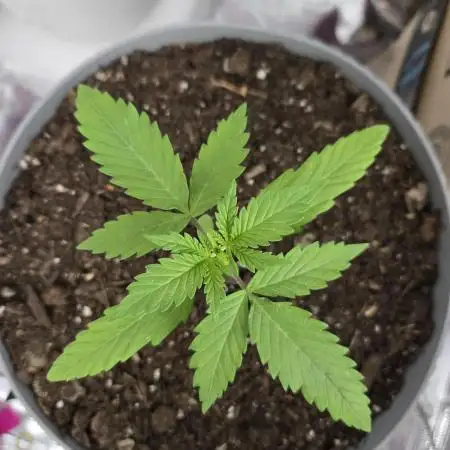 Lemon Cherry Cookies Auto