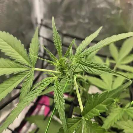 Lemon Cherry Cookies Auto