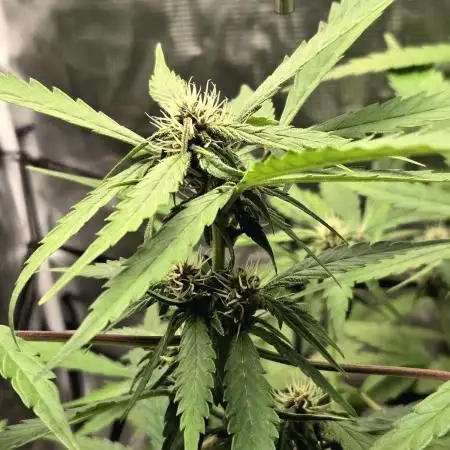 Lemon Cherry Cookies Auto
