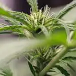 Lemon Cherry Cookies Auto