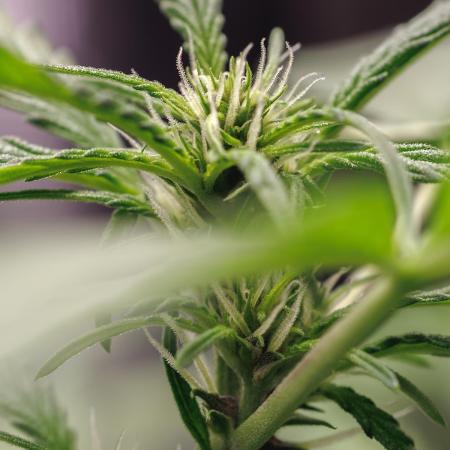 Lemon Cherry Cookies Auto