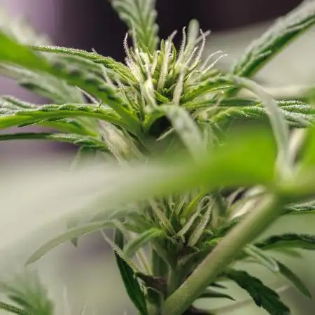 Lemon Cherry Cookies Auto