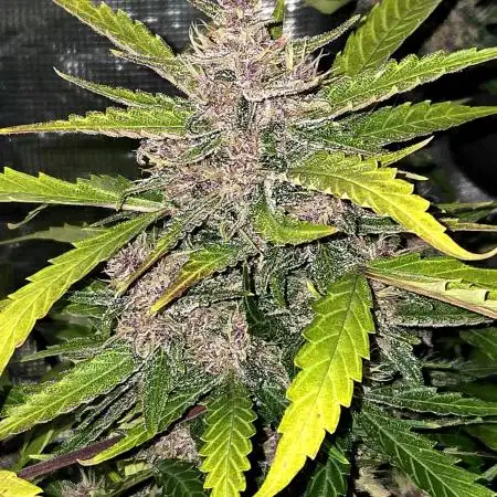 Lemon Cherry Cookies Auto