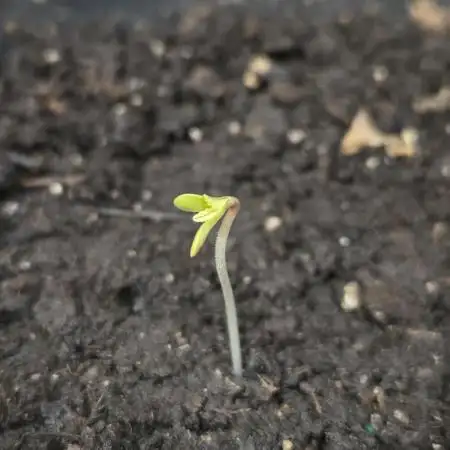 Counting on Luck!