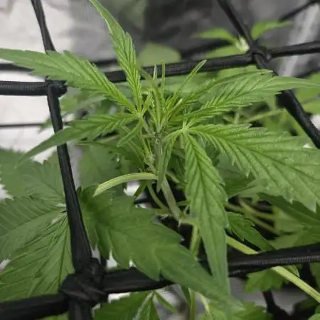 Lemon Cherry Cookies Auto