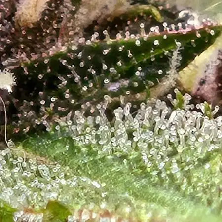 Lemon Cherry Cookies Auto
