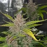 Lemon Cherry Cookies Auto