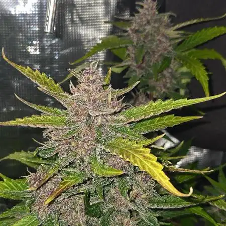 Lemon Cherry Cookies Auto