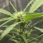 Lemon Cherry Cookies Auto