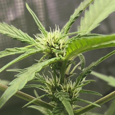 Lemon Cherry Cookies Auto