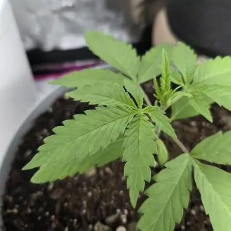 Lemon Cherry Cookies Auto