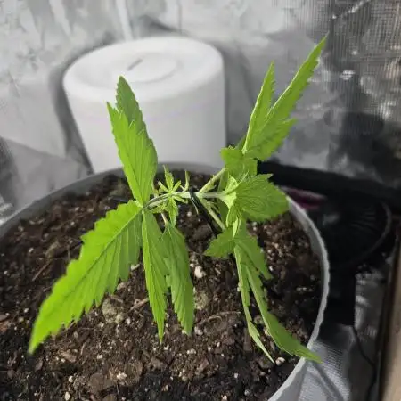 Lemon Cherry Cookies Auto