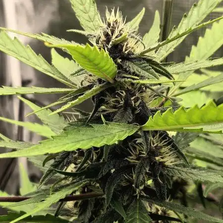 Lemon Cherry Cookies Auto