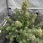 TPB GrowHaiTv