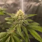 Rainbow Belts US-Cut PurpleCity Genetics