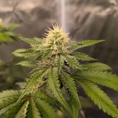 Rainbow Belts US-Cut PurpleCity Genetics
