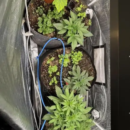 [TPB] Fast Buds 42 (Sommer) Grow 5