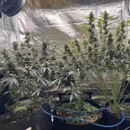 [TPB] Fast Buds 42 (Sommer) Grow 5