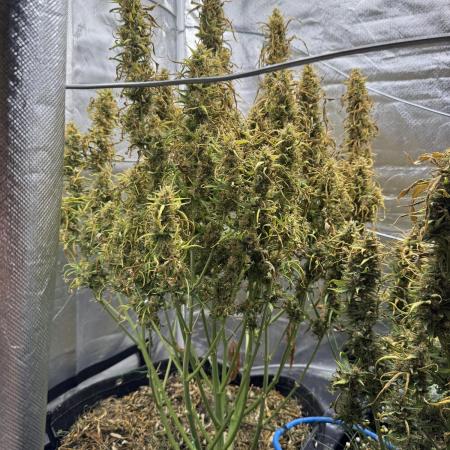 TPB Gorilla Z Auto Grow #4 Feb - Apr