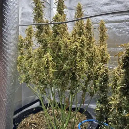 TPB Gorilla Z Auto Grow #4 Feb - Apr