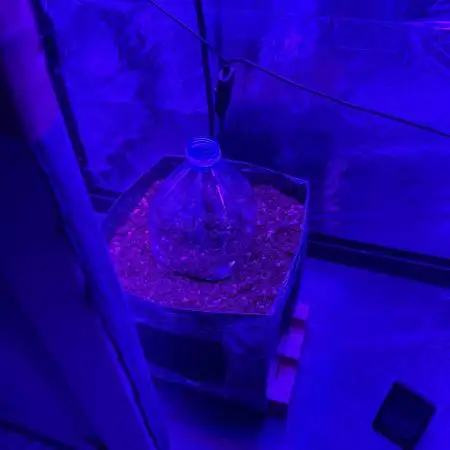 Northern Light 12/12 from seed.