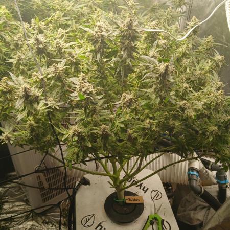 Hydro Unlimited Grow