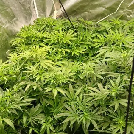 Hydro Unlimited Grow