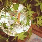 Hydro Unlimited Grow2