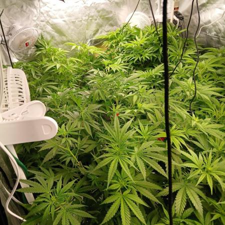 Hydro Unlimited Grow