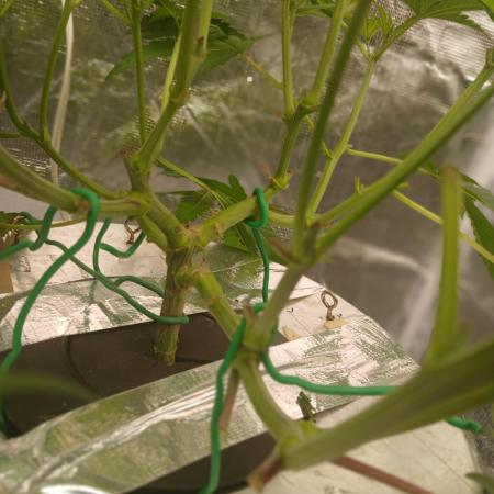 Hydro Unlimited Grow2