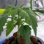 Chocolate Skunk 00