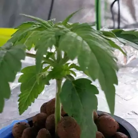 Chocolate Skunk 00