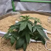 Northern lights (Overkill)