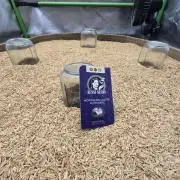 Northern lights (Overkill)