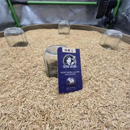 Northern lights (Overkill)