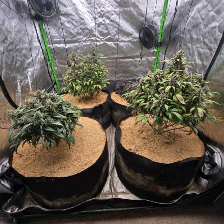 Strawberry gorilla living soil overkill