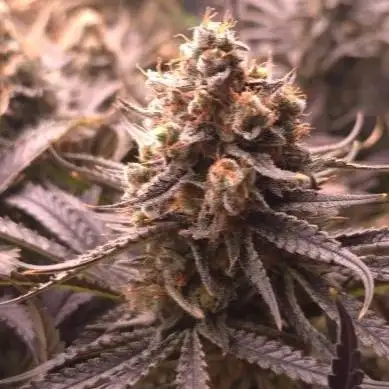 Sweet Cherry Kush Monster LSOK