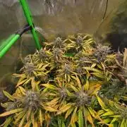 3x3 VS4000 Fastbuds Gorilla autos