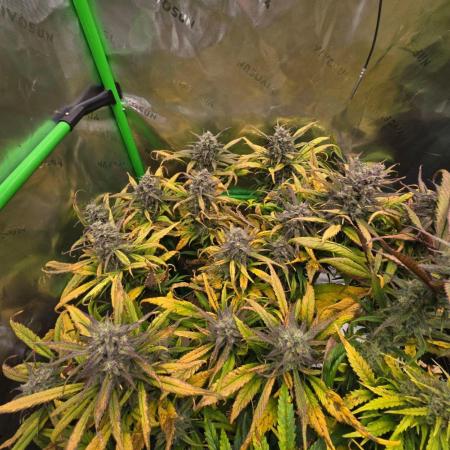 3x3 VS4000 Fastbuds Gorilla autos