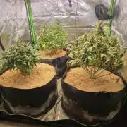 Strawberry gorilla living soil overkill