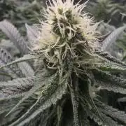 Sweet Cherry Kush Monster LSOK