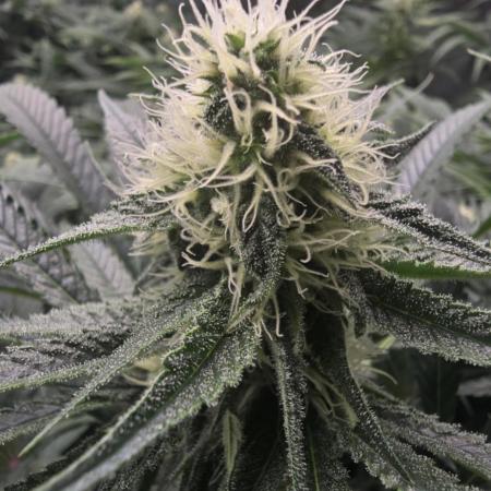 Sweet Cherry Kush Monster LSOK