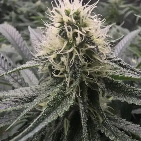 Sweet Cherry Kush Monster LSOK