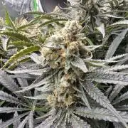 Sweet Cherry Kush Monster LSOK
