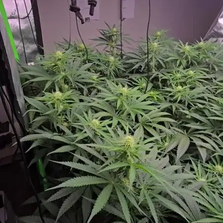 Sweet Cherry Kush Monster LSOK