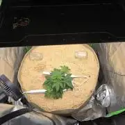 Northern lights (Overkill)