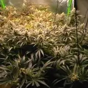Sweet Cherry Kush Monster LSOK