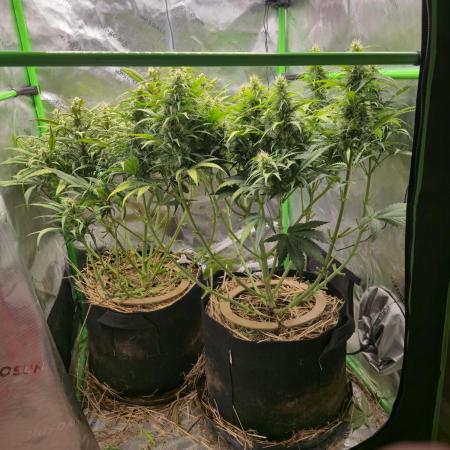 3x3 VS4000 Fastbuds Gorilla autos