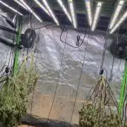 Strawberry gorilla living soil overkill